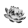 Ba ngoai lotus flower