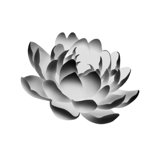 Ba ngoai lotus flower